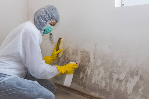 Mold Removal for HVAC Installations in Northport, AL