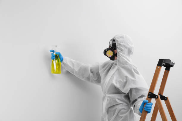 Why You Should Choose Our Mold Remediation Services in Northport, AL