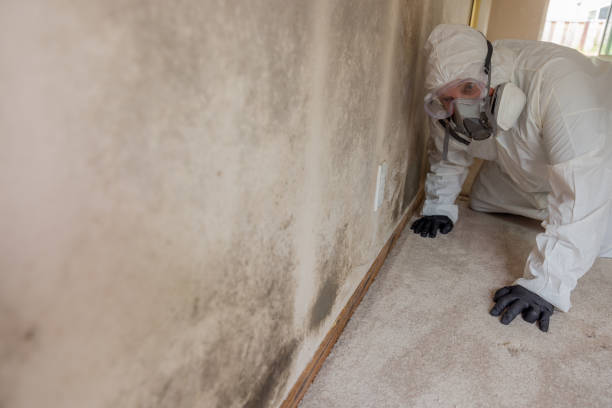 Best Industrial Mold Remediation  in Northport, AL